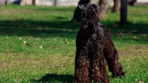 Find the perfect kerry blue terrier puppy for sale at puppyfind.com. Kerry Blue Terrier Dog Breed Information Purina