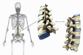 Bones, ligaments, and muscles are the structures that form levers in the body to create human movement. The 3 Types Of Joints In The Body
