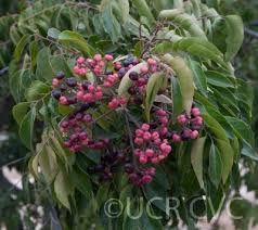 Image result for Clausena anisata