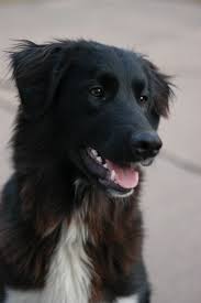 Pin By Hanna On Fur Babies Lab Mix Puppies Border Collie Lab Mix Collie Mix