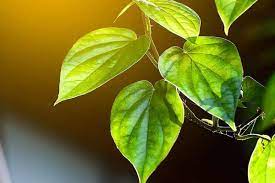 We did not find results for: 87 Gambar Air Rebusan Daun Sirih Paling Hist Gambar Pixabay
