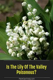 Is The Lily Of The Valley Poisonous Plantcaretoday Com In 2020 Lily Of The Valley Poisonous Plants The Valley