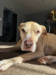 Amornins n Happy Sunday! Just woke up as we was up late last night. It is  kinda nice out so I is gonna sit outside n enjoy it. Mommy has lots of