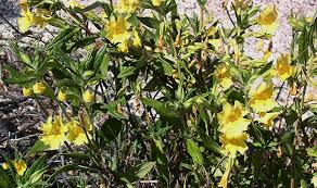 Image result for Mimulopsis