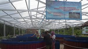 Kotamobagu Rahmad Kesulitan Budi Daya Lele Sangkuriang Saat Musim Hujan Tribun Manado