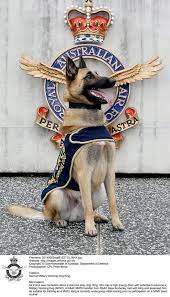 Recruit Military Working Dog King C Commonwealth Of Australia Department Of Defence At Raaf Base Amberley Military Working Dogs Military Dogs Working Dogs
