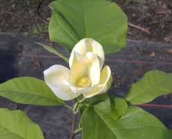 Bright canary yellow 3 1/2 inch flowers appear more dependably since they emerge with the foliage late in the spring. Magnolia Yellow Bird Magnolie Yellow Bird Heilpflanze Parfumpflanze Ebay
