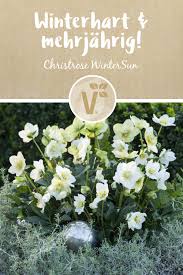 Christrose Wintersun Winterhart Mehrjahrig Christrose Bepflanzung Weihnachtsrose