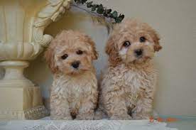 Valley Cockapoos Puppy Time Cockapoo Breeders Puppies