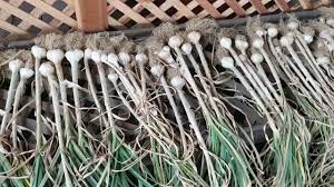Aquaponic Garlic Harvest Results At Ouroboros Farms Youtube