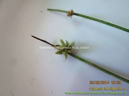 Image result for Cyperus laevigatus
