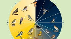 K2 die nachtigall singt zillertaler hochzeitsnacht pussy mix. Vogelgezwitscher Vogeluhr Wann Singt Welcher Vogel