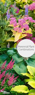 And gardeners in the pacific northwest region are blessed with a wide variety of herbaceous perennials to pick from. 24 Perennial Plant Combinations That Look Amazing All Summer Long Plant Combinations Plants Perennial Plants