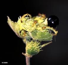 Image result for Macaranga mellifera