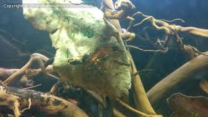 Höner) die info, dass sie einige besondere nannoptopoma aus peru importieren. Hypoptopoma Nannoptopoma Sp Peru Pleco Aquadeepnl