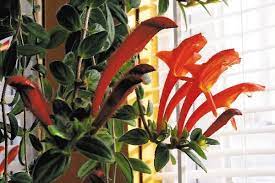 Check spelling or type a new query. Dolphin Plant Offers Spectacular Blooms Local News Pressrepublican Com