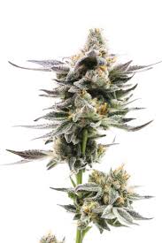 Thumbs up brand pink cookies x kush mints is a high thc, indica dominant hybrid that's a cross of popular strains pink cookies and kush . Genetics 710 Labs