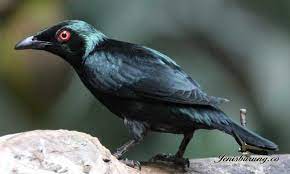 Perling Kumbang Asian Glossy Starling Aplonis Panayensis Kumbang Burung Buah Ara