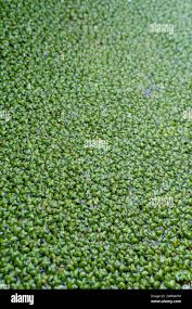 Image result for Wolffia arrhiza