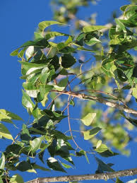 Image result for Entandrophragma delevoyi