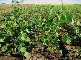 Image result for Lablab