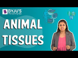 Study all the animal tissues with this intelligent sequence of questions and answers. Animal Tissue Structure And Types Of Animal Tissue