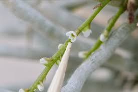 Image result for Microcoelia exilis