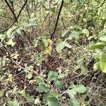 Image result for Grewia holstii