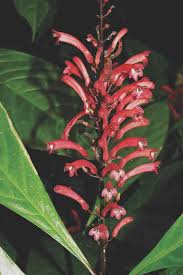 Image result for Petalidium bracteatum