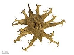 Image result for Harpagophytum zeyheri