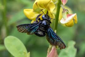 How to differentiate a bumble bee vs carpenter bee. Xylocopa Latipes Wikipedia
