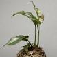 Kokedama Workshop with New England Botanical event image