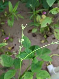 Image result for Kohautia caespitosa