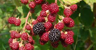 Fresh blackberry and raspberry are only seasonally available, however, frozen versions are found to satisfy one's cravings. How To Plant Grow And Harvest Blackberries And Raspberries