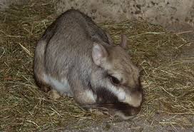 Image result for viscacha