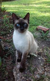 Beautiful Pretty Cats Siamese Cats Beautiful Cats