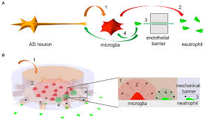 We did not find results for: Frontiers Mimicry Of Central Peripheral Immunity In Alzheimer S Disease And Discovery Of Neurodegenerative Roles In Neutrophil Immunology