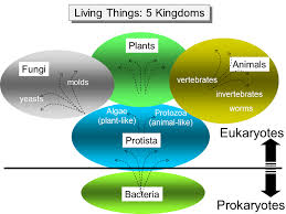 An Overview Of Infectious Agents