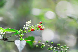 Image result for Myrsinaceae