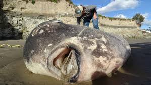 A wide variety of american football beach ball options are available to you, such as material, plastic type, and style. Rare Football Fish Washes Ashore In Newport Beach California