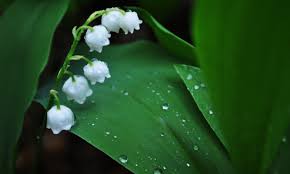 Lily of the valley · free pngs, stickers, photos, aesthetic backgrounds and wallpapers, vector illustrations and art. Lily Of The Valley Wallpapers Wallpaper Cave