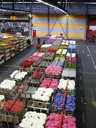 We did not find results for: Where To Purchase Silk Flowers Cheaper Than Retail Price Buy Clothing Accessories And Lifestyle Products For Women Men