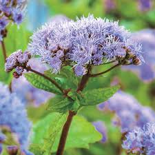 Image result for Ageratum