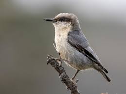 Image result for Pavetta pygmaea