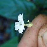 Image result for Gymnosiphon longistylus