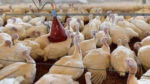 Die tierhalter*innen werden entschädigt, obwohl die industrie wahrsch. Ministerin Zu Vogelgrippe Niedersachsens Trauriger Rekord Ndr De Nachrichten Niedersachsen