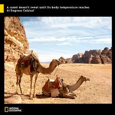 Paul rifkin said of his image: Other Adaptations Help Camels National Geographic India Facebook