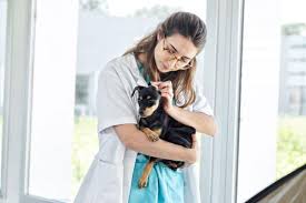 New york state department of health: Respiratory Rate In Dogs Normal Range For Each Breed Vets Clinics