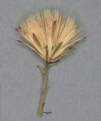 Image result for Stomatanthes