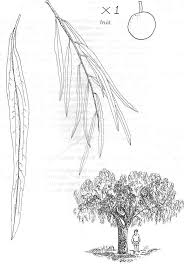 Image result for Boscia salicifolia